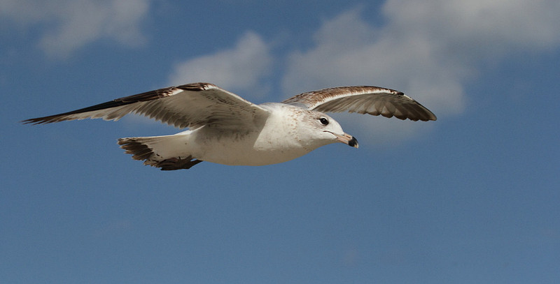 Ring Billed Gull