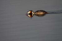 Great Crested Grebe