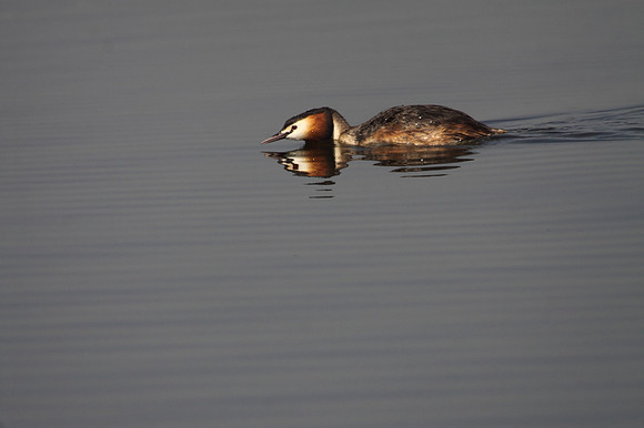 Great Crested Grebe
