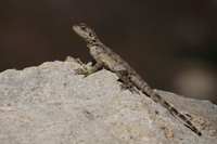 Agama Lizard