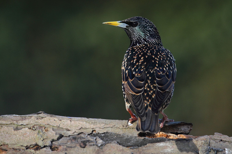Starling