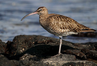 Whimbrel