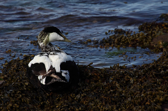 Male Eider