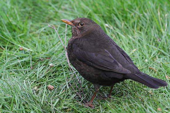 Female Blackbird