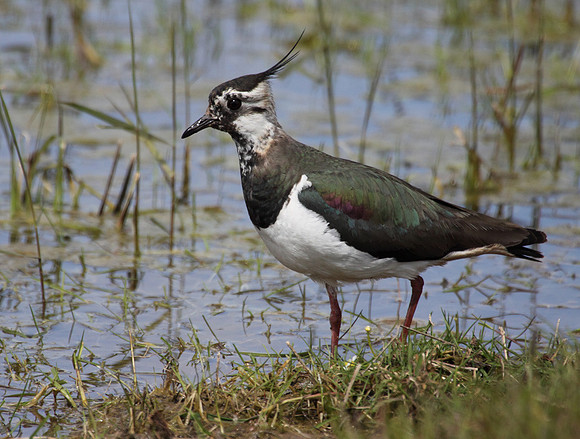 Lapwing