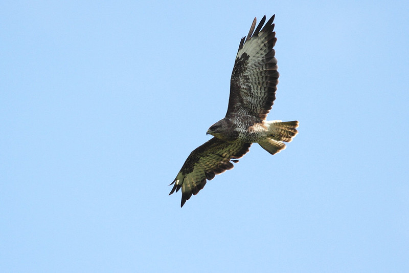 Buzzard
