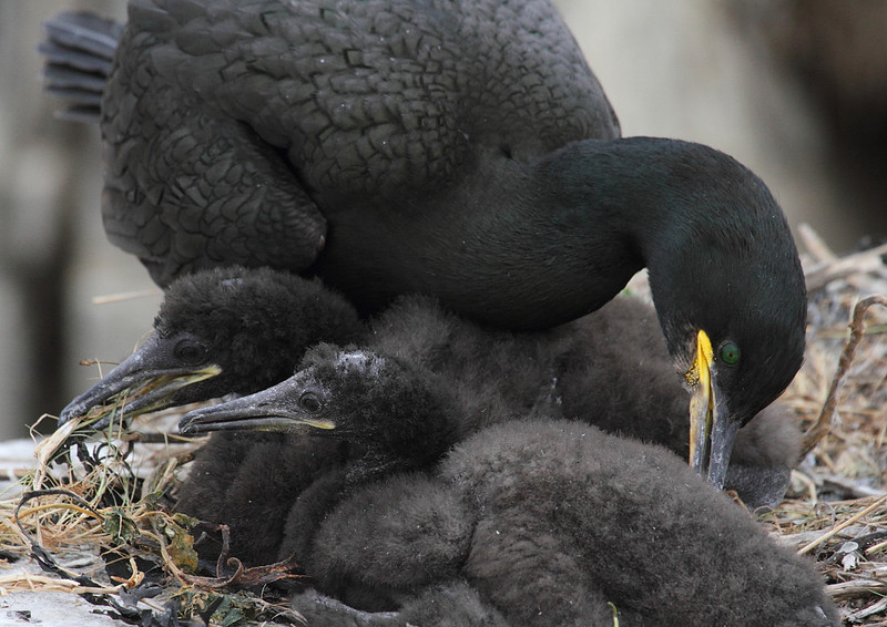 Shag preening chicks