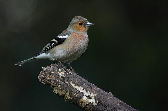 Male Chaffinch
