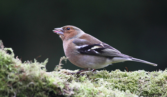 Male Chaffinch
