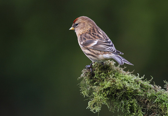 Redpoll