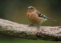 Male Chaffinch