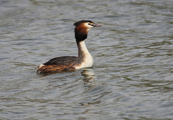 Great Crested Grebe