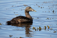 Female Eider