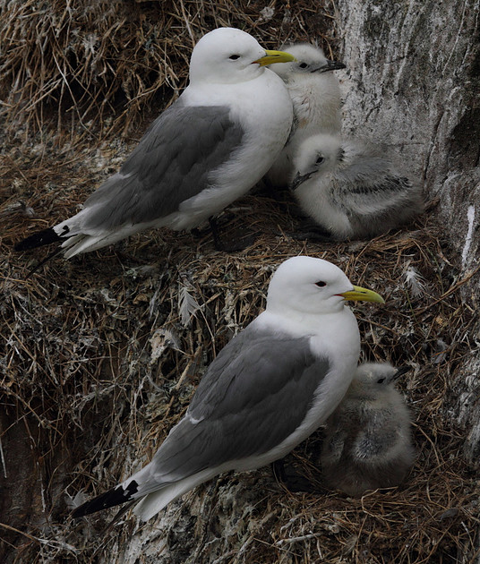 Kittiwakes