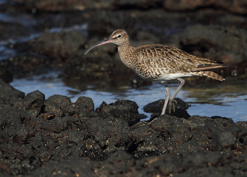 Whimbrel