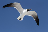 Laughing Gull