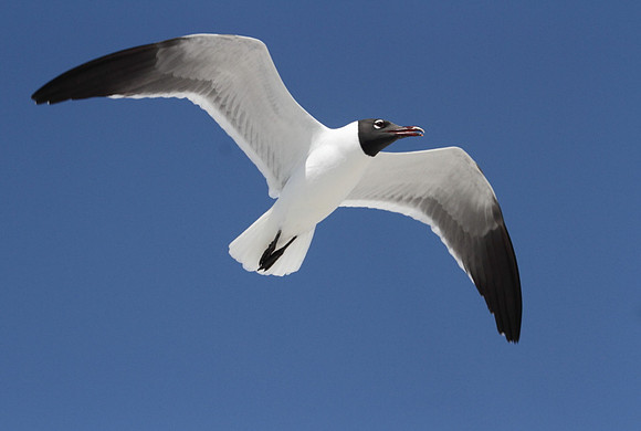 Laughing Gull