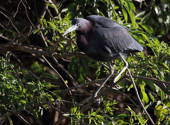 Little Blue Heron 4a