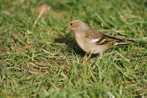 Female Chaffinch