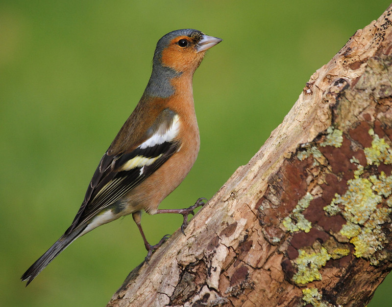 Male Chaffinch