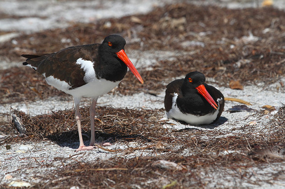 American Oystercatcher