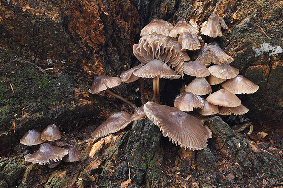 Mycena Inclinata