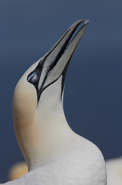 Gannet