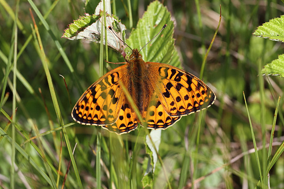 Dark Green Fritillary