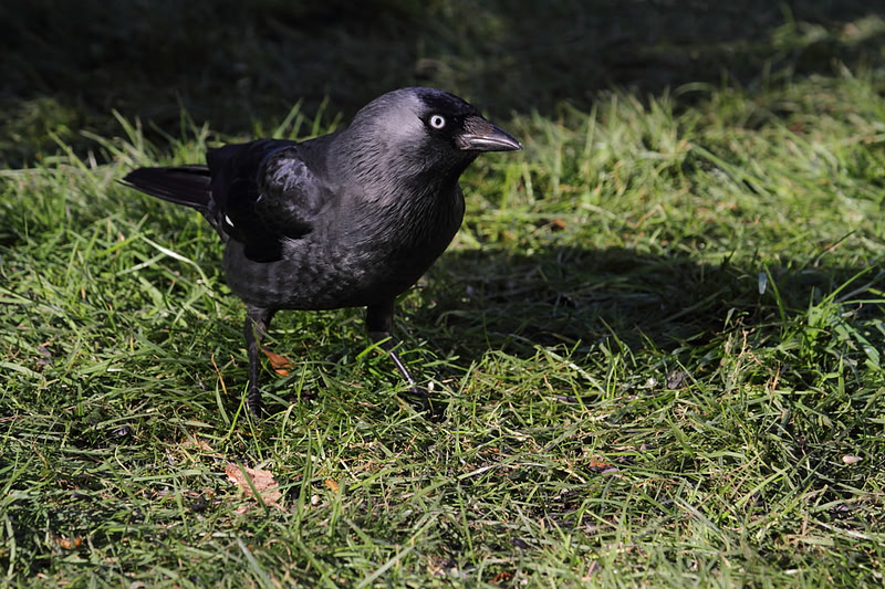 Jackdaw
