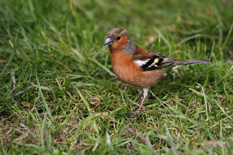 Male Chaffinch