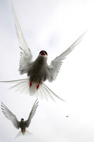 Arctic Tern attack
