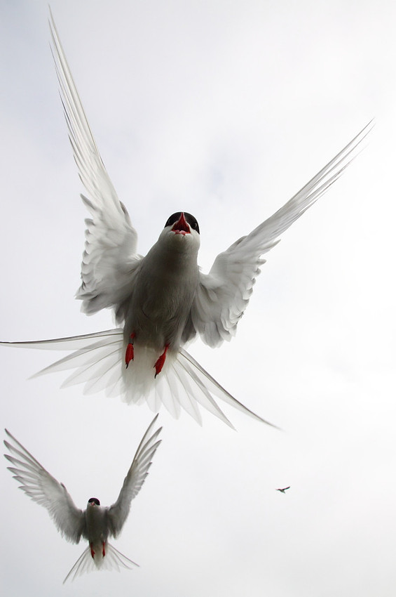 Arctic Tern attack