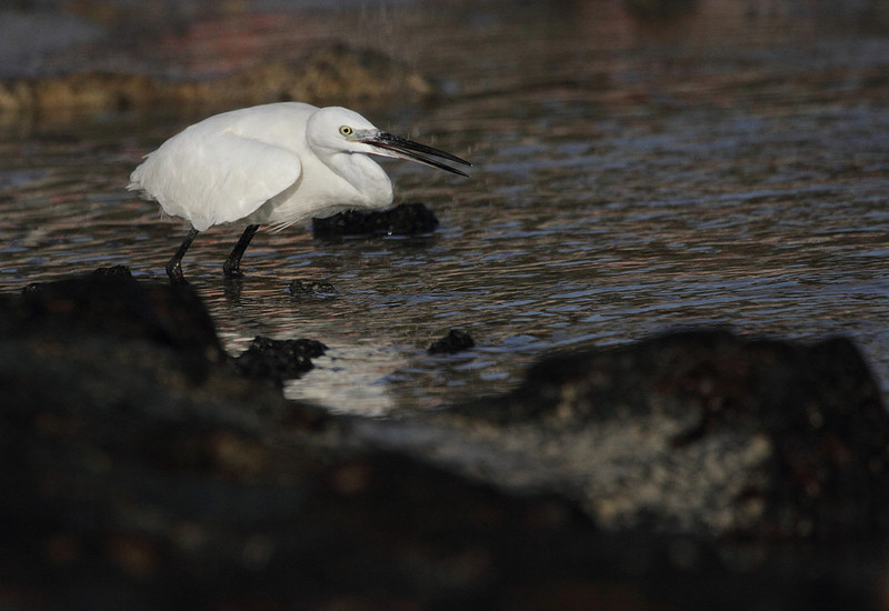 Little Egret