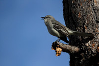 Northern Mocking Bird