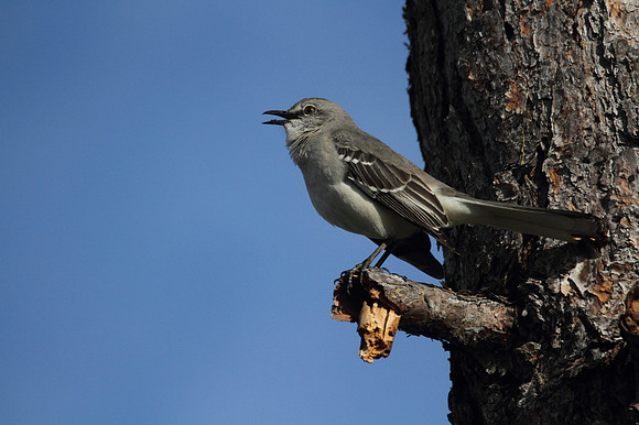 Northern Mocking Bird