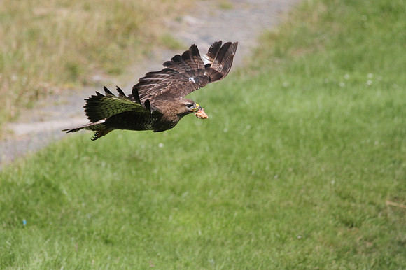 Buzzard