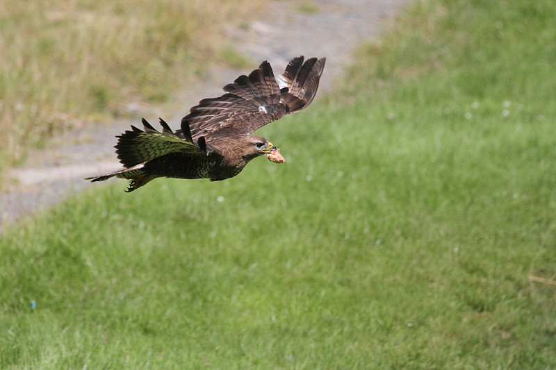 Buzzard