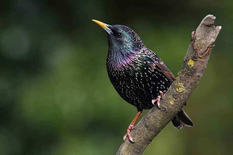 Starling