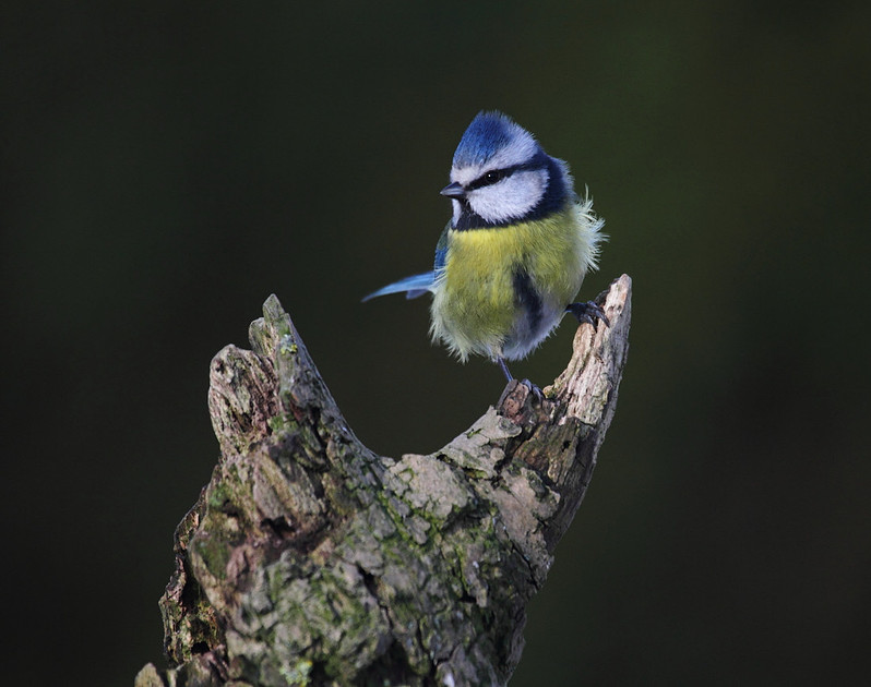 Blue Tit