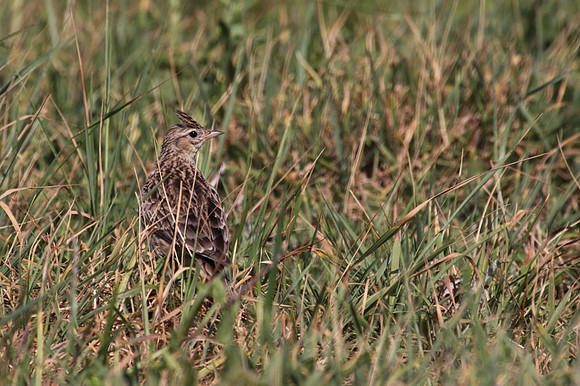 Skylark