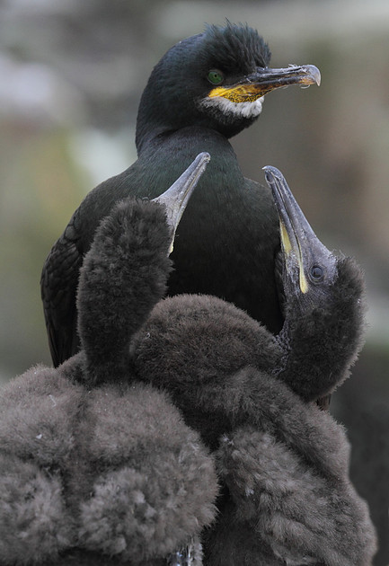 Shag with chicks