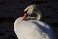 Mute Swan