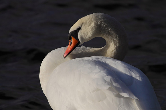 Mute Swan