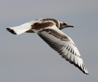 Black Headed Gull in Flight (Juvenile)