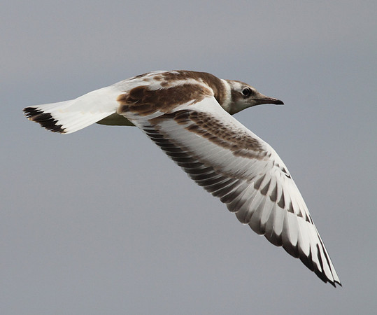 Black Headed Gull in Flight (Juvenile)