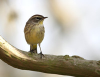 Palm Warbler