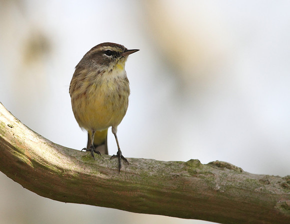 Palm Warbler
