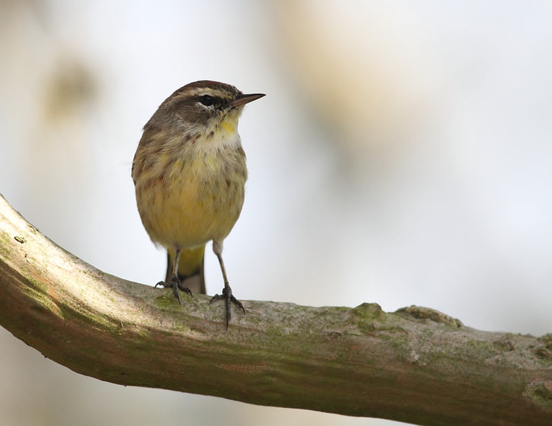 Palm Warbler