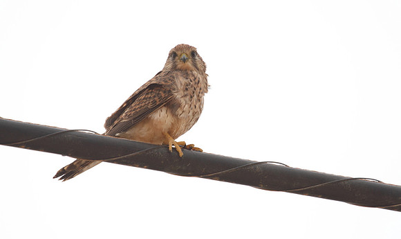 Kestrel