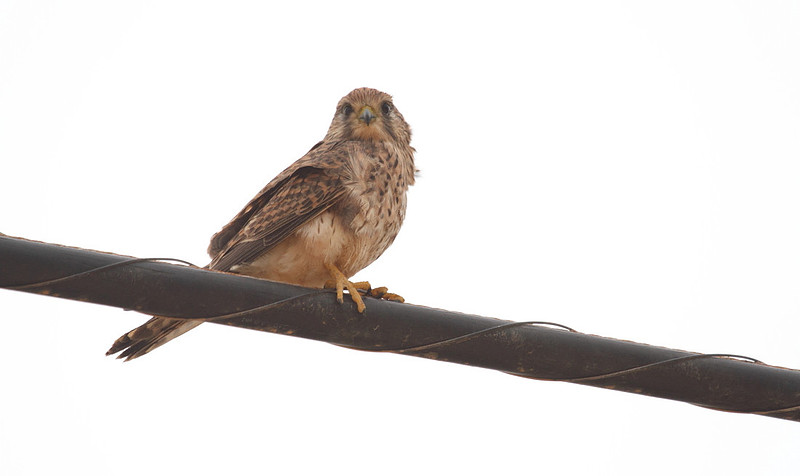 Kestrel
